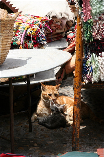 0122-essaouira.jpg