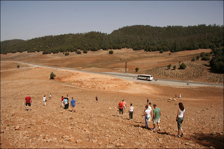 1193-foresta_di_cedri.jpg