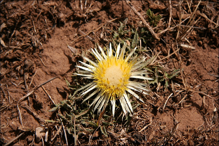 1195-foresta_di_cedri.jpg