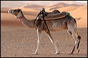 1394-_dune_di_merzouga