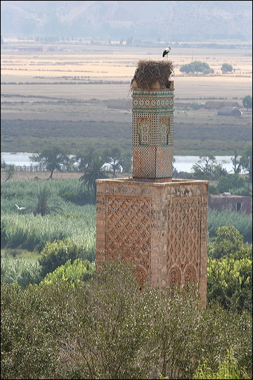0628-necropoli_di_chellah.jpg